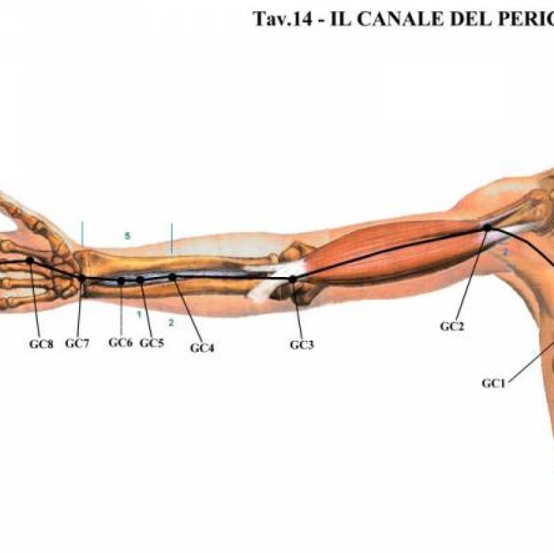 Anatomia funzionale applicata allo shiatsu